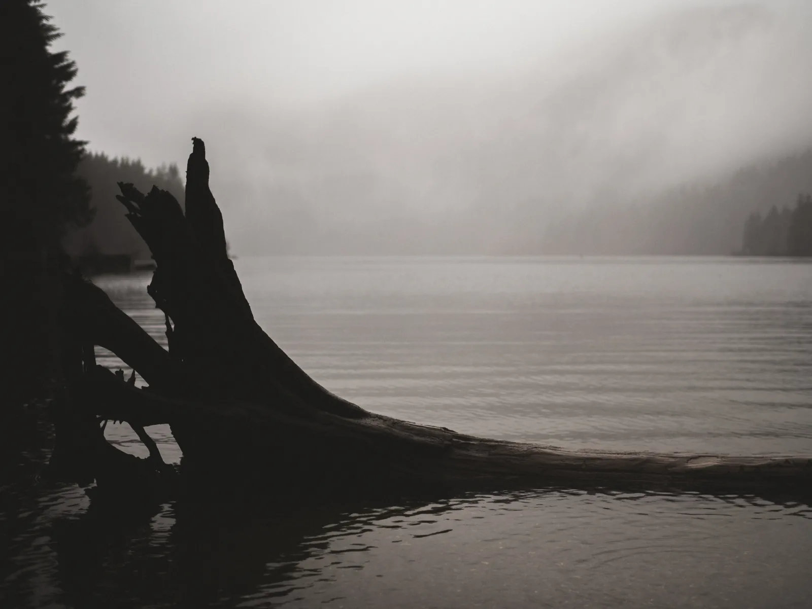 A bare root mass of a fallen tree in the shallows of a lake, fog closing over the far shore.
